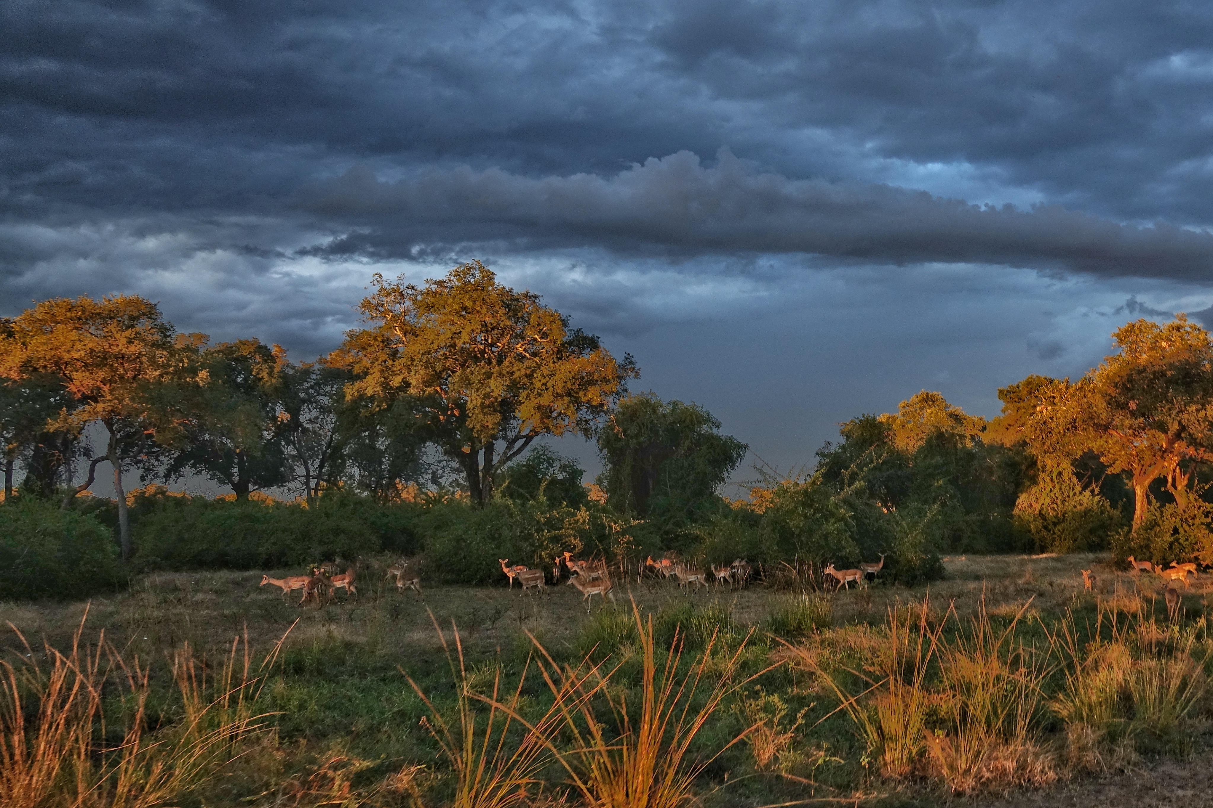 Savane au soir